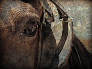 horse_blinders_by_angelandspot-d539fo5